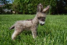 Poncho The Baby Donkey